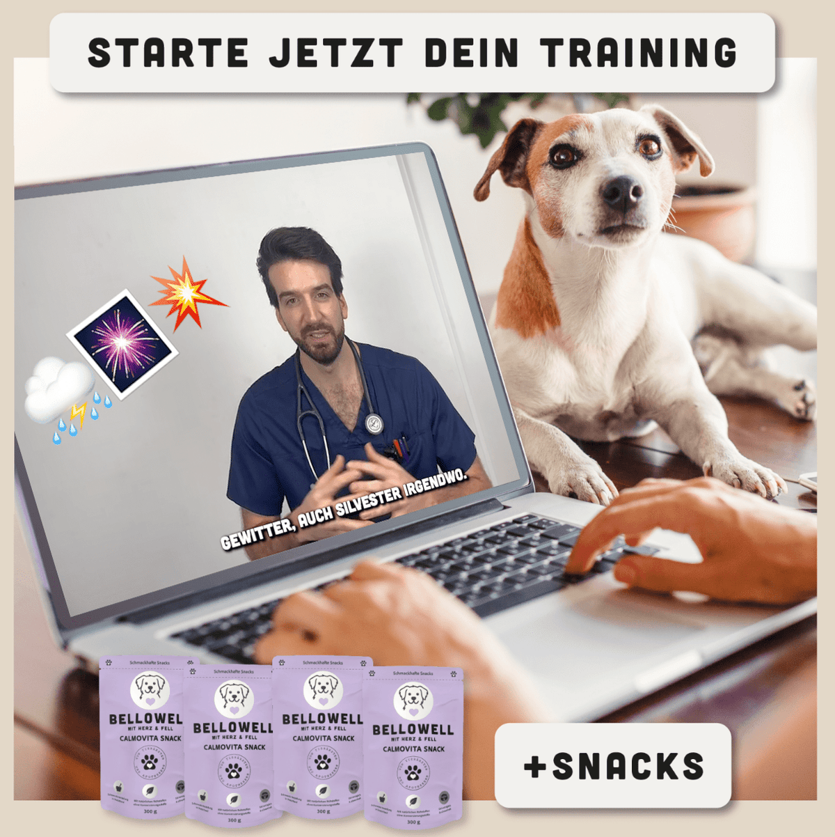 12 Wochen bis Silvester: Das Programm für deinen Hund - BelloWell