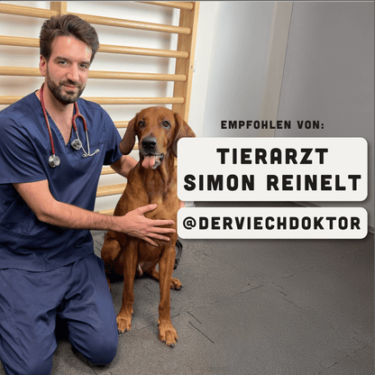 12 Wochen bis Silvester: Das Programm für deinen Hund - BelloWell