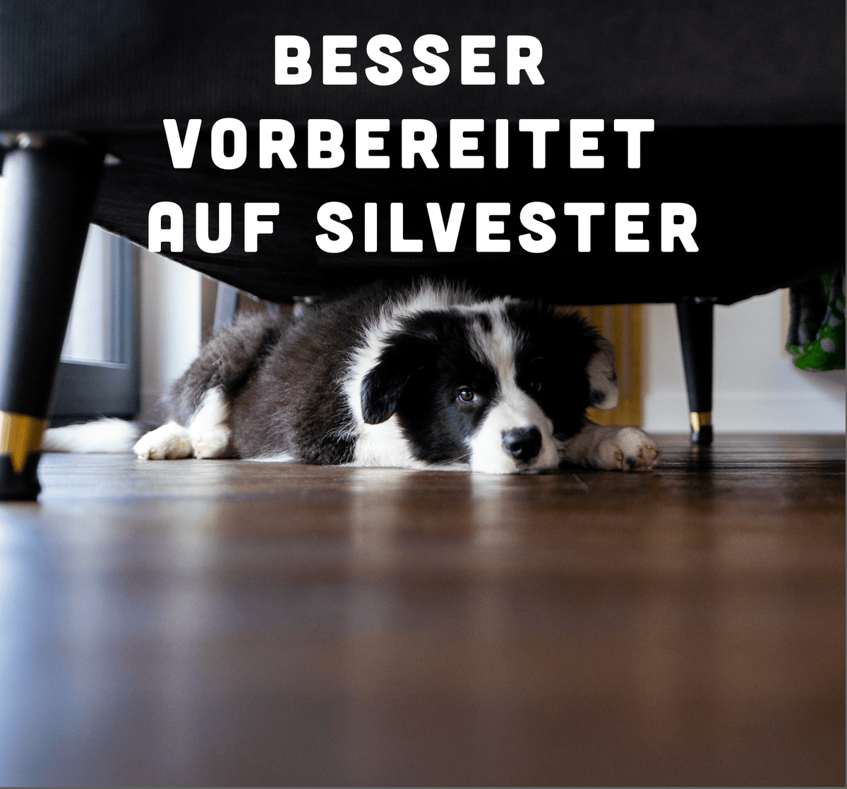 12 Wochen bis Silvester: Das Programm für deinen Hund - BelloWell