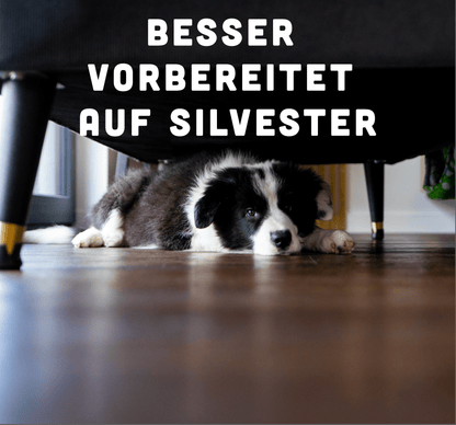 12 Wochen bis Silvester: Das Programm für deinen Hund - BelloWell