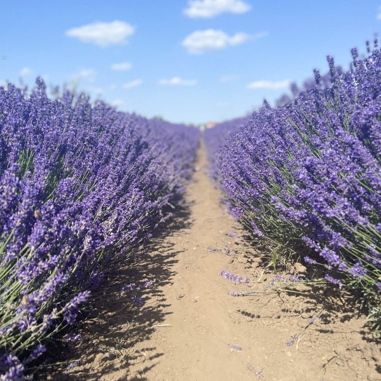 Ätherisches Öl Lavendel fein - BelloWell