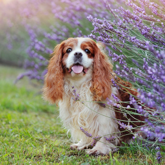 Ätherisches Öl Lavendel fein - BelloWell