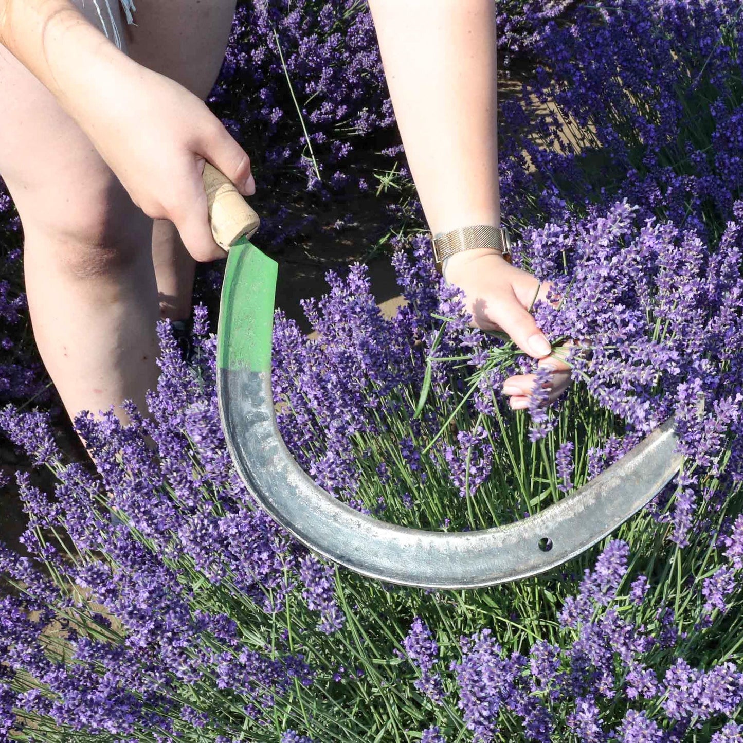 Ätherisches Öl Lavendel fein - BelloWell